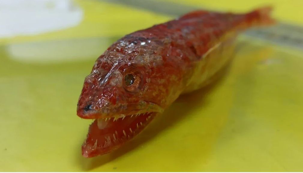 Kızıldeniz'de yaşayan balık türü ilk kez Akdeniz'de görüldü