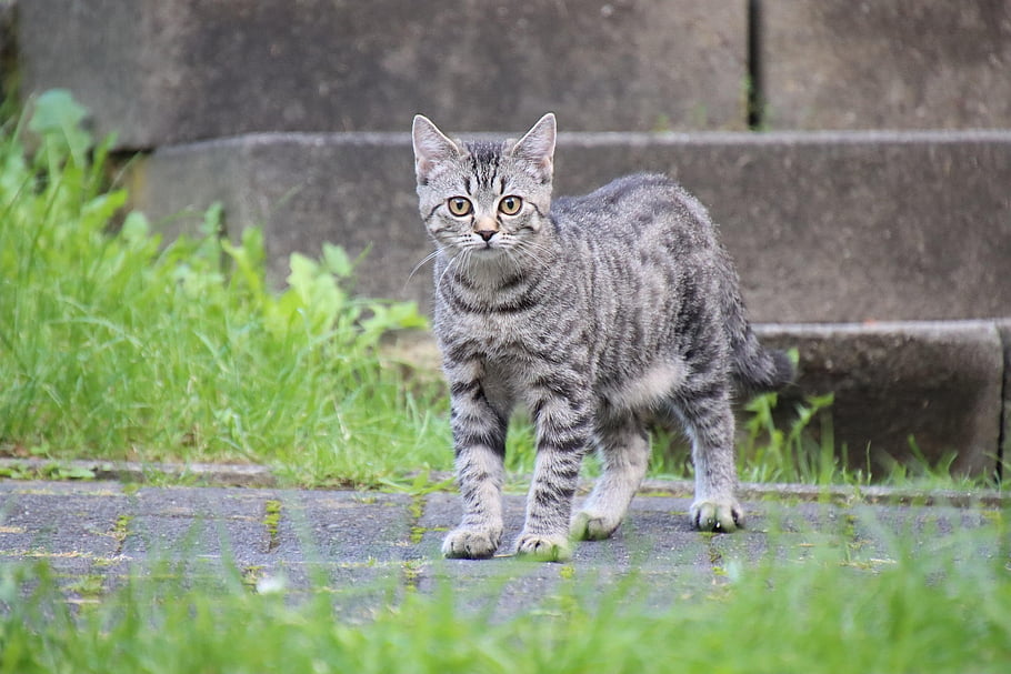 500 kedi et çetesinin elinden kurtarıldı