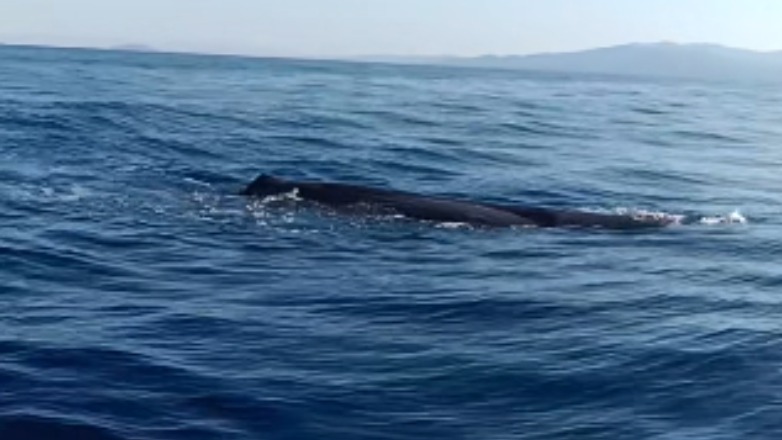 Marmara Denizi'ndeki gemi çarpışması: 9 kişi gözaltına alındı