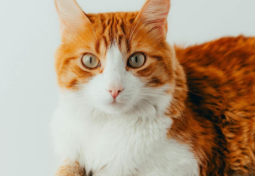 Kedi gözlerinden ilham alan kamera teknolojileri
